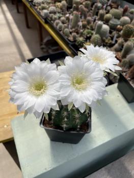 Echinopsis Hybr. weiss
